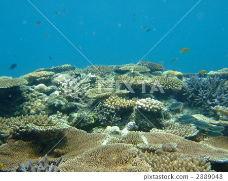 coral, coral reef, sea animals 2889048