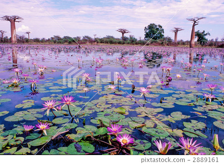 Grand Diderie猴麵包樹。 Grand Diderie猴麵包樹。 2889161