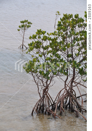 Hirugi社區 2889163