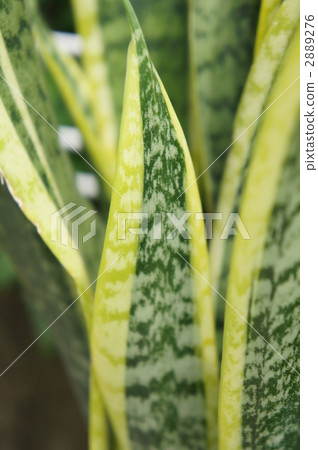 拳參屬 室內盆栽 觀葉植物 2889276