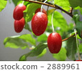 garden tree, branch, botanic 2889961