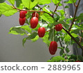 Gummy 2889965