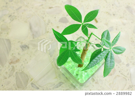 Pakira觀葉植物 2889982