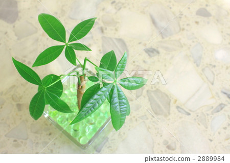 Pakira觀葉植物 2889984