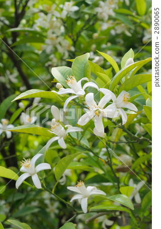 Dai Dai flowers Dai Dai flowers 2890065