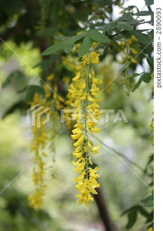 黃富士花 2890093