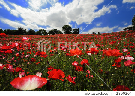 Chirley罌粟花和藍天 2890204