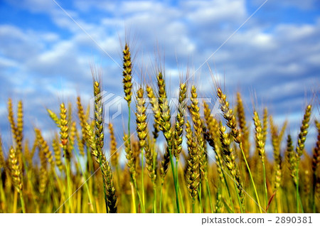 wheat, grain, field 2890381