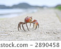 海洋動物 螃蟹 蟹 2890458