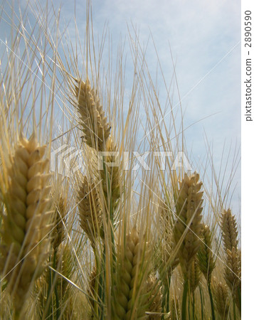 行大麥大麥 2890590