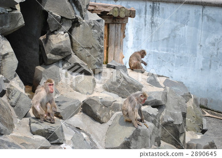 mt. ensan, monkey, monkeys 2890645