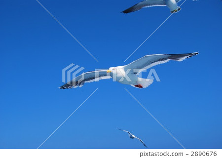 海鷗 鷗 黑尾鷗 2890676