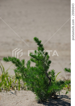 Sprouts of Kawara-yomogi on the sandy beach 2890843