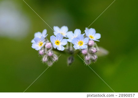 Waslenagsa 2890857