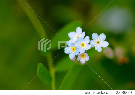 Waslenagsa 2890859