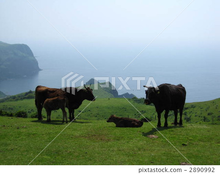 牛父母和孩子 2890992