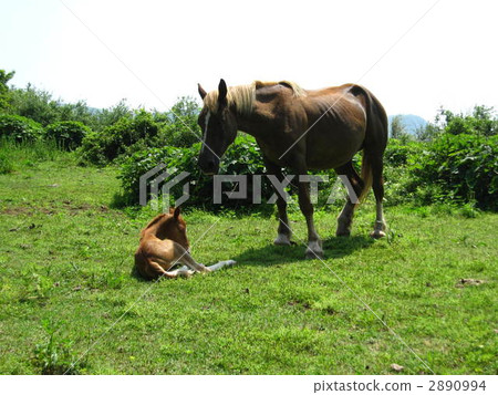母親和馬 2890994