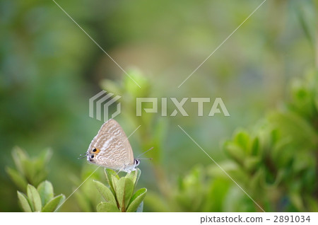 Uranakimi Uranakimi 2891034