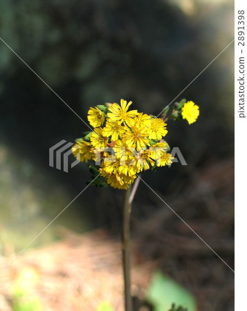 Onita Birako 2891398