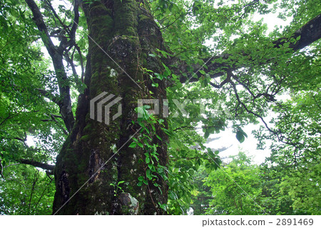 愛媛縣西條市石zu山旁邊的老山毛櫸樹 2891469