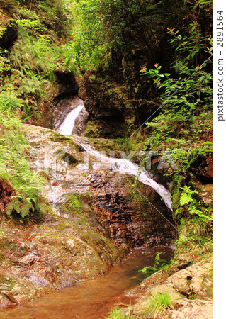 丹波市 水花 初夏 2891564