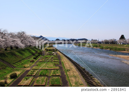 Hinoki of the Kakunodate Cherry Blossoms at the Uchikawa River Tank 2891841
