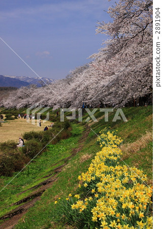 Sakura and daffodils along the Hinoki Uchikawa bank on the Kakunodate 2891904