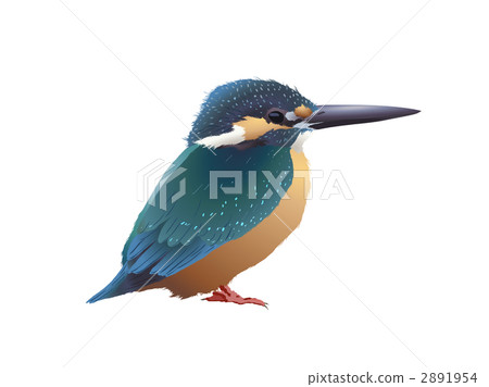 Kingfishers (male) Kingfishers (male) 2891954