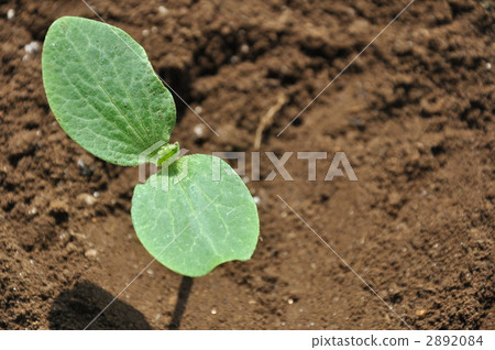 global warming, growth, bud 2892084