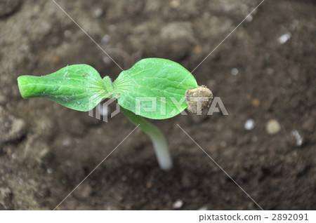 sprout, pumpkin, grow 2892091