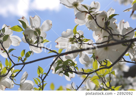 bloom, blossom, blossoms 2892092