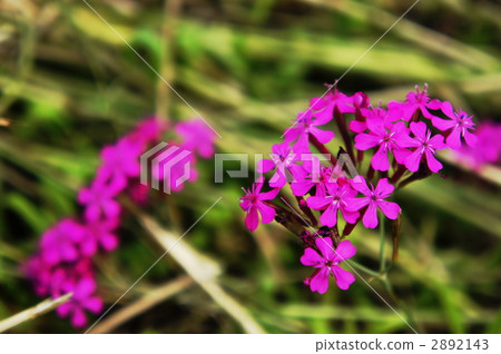 Musi Trinadesico 2892143