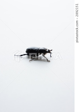 椰子甲蟲 2892151