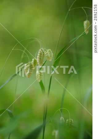 Zakuzaku Odori Yuru Yurayura Odori Zakuzaku Odori Yuru Yurayura Odori 2892158