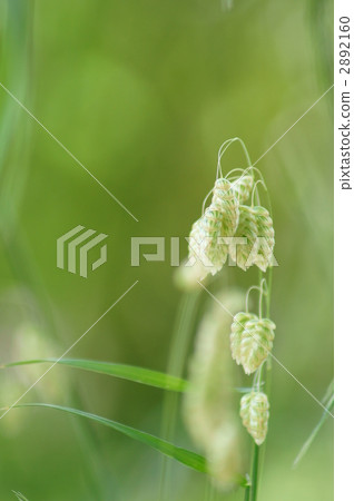 Zakuzaku Odori Yuru Yurayura Odori 2892160