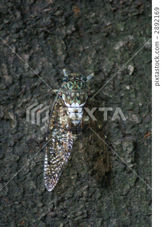Min Min cicada also evacuated to the shade 2892169
