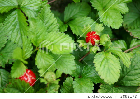 據說是沒有蛇草莓花毒的有毒草莓...... 2892178