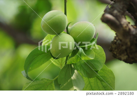 漂亮的Bungo梅花果 2892180