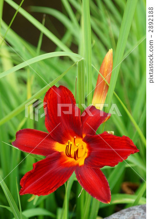 Wild grass grew beautifully 2892188