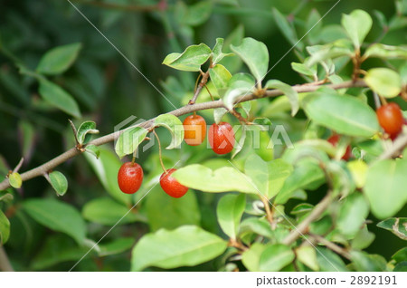 Seeing mushrooms-I attached them ❢ 2892191