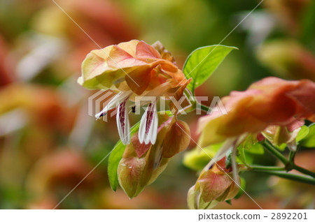 The flowers of small shrimp grass bloom vividly. The flowers of small shrimp grass bloom vividly. 2892201