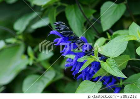 Salvia · Guaraniczka Dinosaur seems to have opened his mouth 2892212