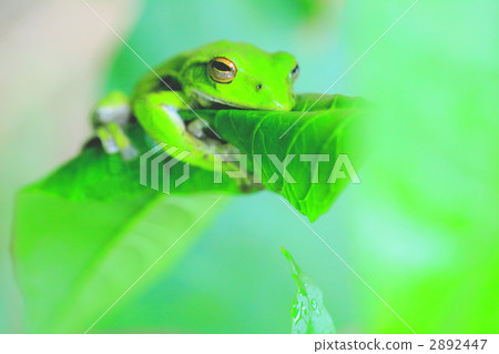 rhacophorus arboreus, forest green tree frog, amphibian 2892447