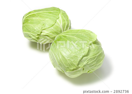 捲心菜 2892736