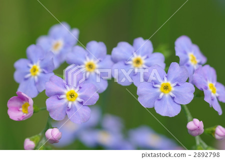 Close-up of Wasenagusa 2892798