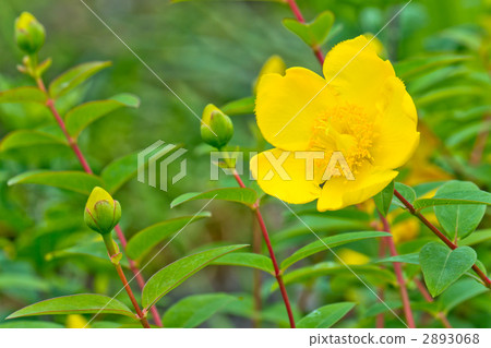 Golden thread plum 2893068