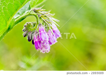 Purple flower 2893089