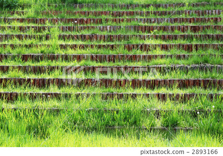 草的樓梯 2893166