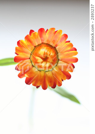 花朵 花 花卉 2893237