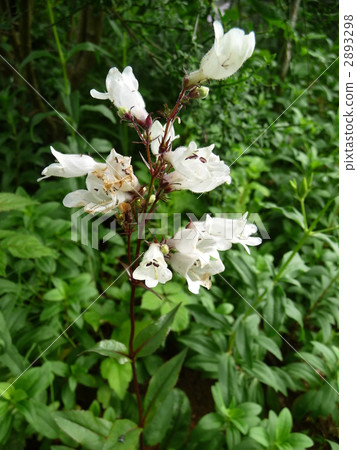 漂亮的花朵penstemon（Husker紅色） 2893298